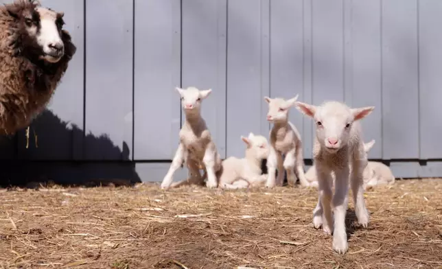 A ewe and her sextuplet lambs are pictured at Clover and Bee Farm, Thursday, April 23, 2026, in Underhill, Vt. (AP Photo/Amanda Swinhart)
