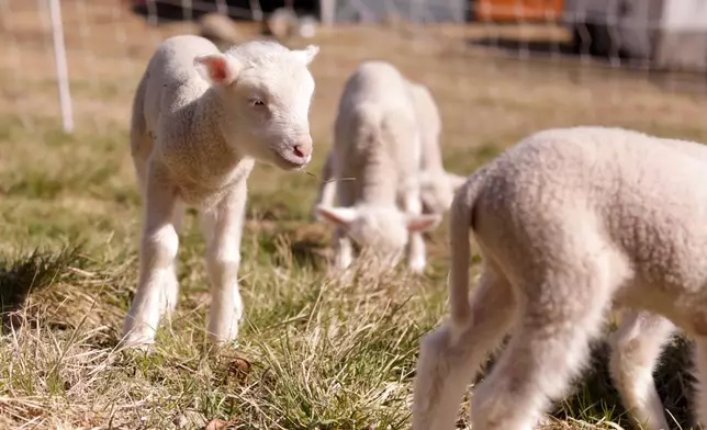 Lambs graze at Clover and Bee Farm, Thursday, April 23, 2026, in Underhill, Vt. (AP Photo/Amanda Swinhart)