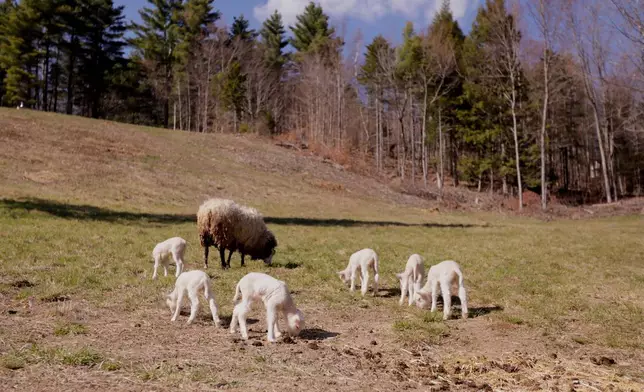 A ewe and her sextuplet lambs graze at Clover and Bee Farm, Thursday, April 23, 2026, in Underhill, Vt. (AP Photo/Amanda Swinhart)