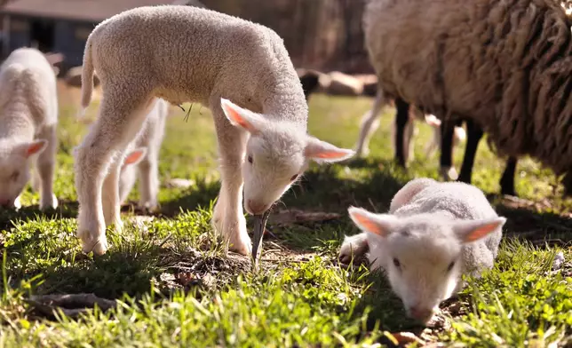 A ewe and her lambs graze at Clover and Bee Farm, Thursday, April 23, 2026, in Underhill, Vt. (AP Photo/Amanda Swinhart)