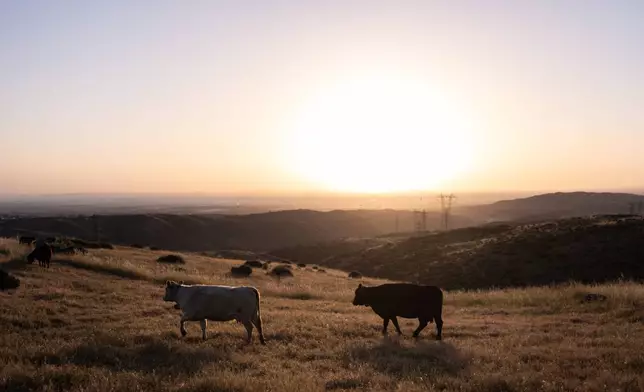 Cattle roam on a hillside at sunrise on the Diamond W Cattle Company ranch in Palmdale, Calif., Friday, April 3, 2026. (AP Photo/Jae C. Hong)
