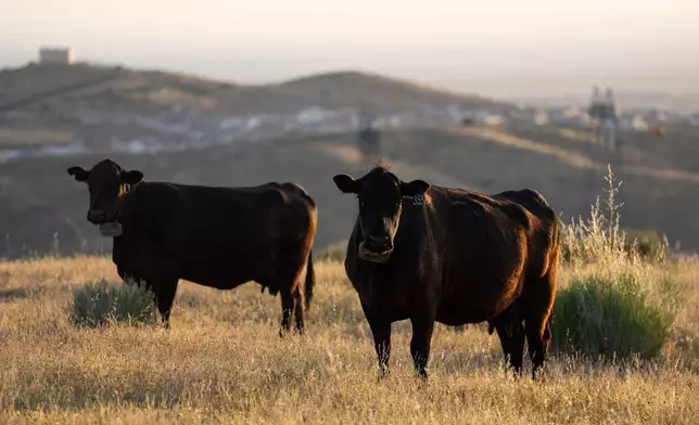Two cows stand on the Diamond W Cattle Company ranch in Palmdale, Calif., Friday, April 3, 2026. (AP Photo/Jae C. Hong)