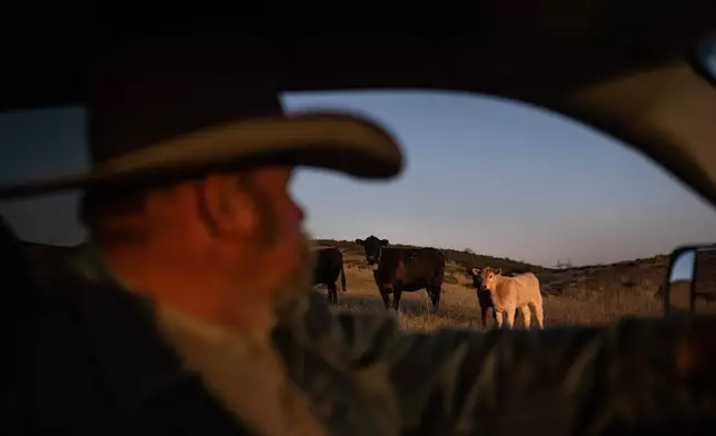 Mike Williams, owner of Diamond W Cattle Company, drives past cattle on his ranch in Palmdale, Calif., Friday, April 3, 2026. (AP Photo/Jae C. Hong)