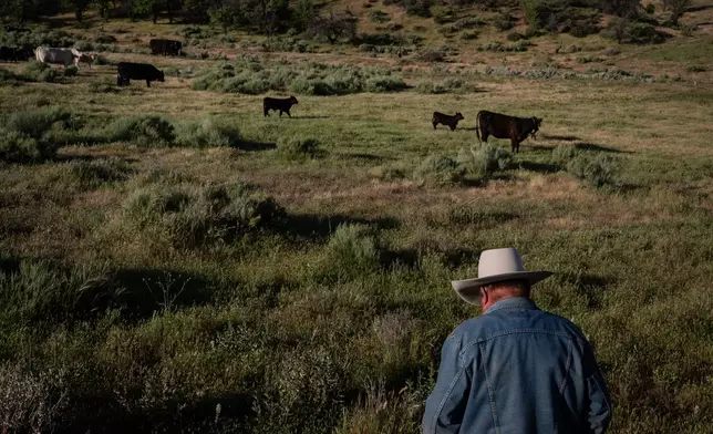 Mike Williams, owner of Diamond W Cattle Company, stands near a herd of cattle on his ranch in Palmdale, Calif., Friday, April 3, 2026. (AP Photo/Jae C. Hong)