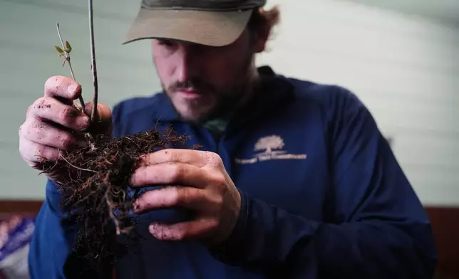 Joe Verstandig, living collections manager at the Newport Tree Conservancy, removes excess soil from a native tree seedling Wednesday, April 22, 2026, in Newport, R.I. (AP Photo/Joshua A. Bickel)