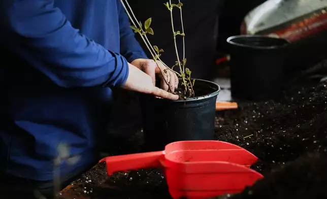 Joe Verstandig, living collections manager at the Newport Tree Conservancy, repots a native tree seedling Wednesday, April 22, 2026, in Newport, R.I. (AP Photo/Joshua A. Bickel)