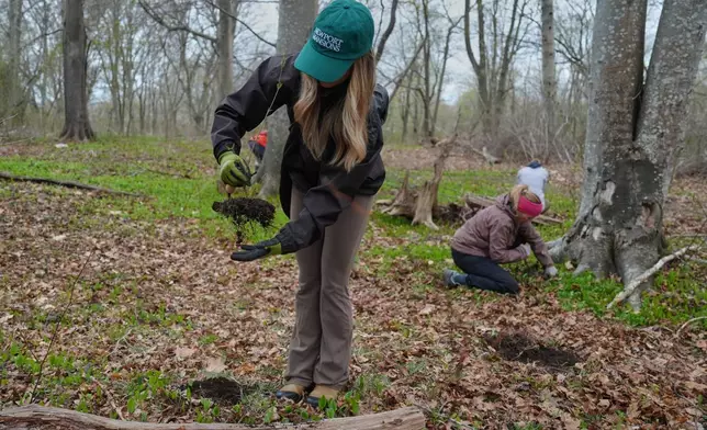 Allie Bujakoski collects a native tree seedling as part of a collection effort Wednesday, April 22, 2026, in Newport, R.I. (AP Photo/Joshua A. Bickel)
