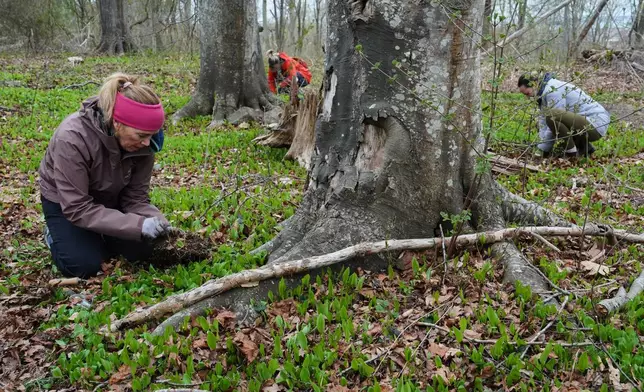 Volunteers dig up native tree seedlings as part of a collection effort Wednesday, April 22, 2026, in Newport, R.I. (AP Photo/Joshua A. Bickel)