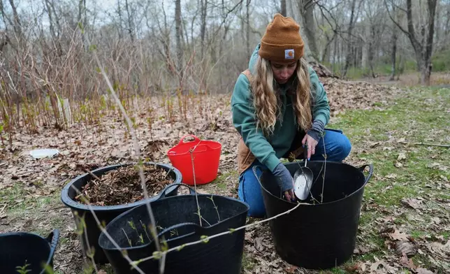 Sophie Colantuono, a program director at the Newport Tree Conservancy, places soil around tree seedlings as part of a collection effort Wednesday, April 22, 2026, in Newport, R.I. (AP Photo/Joshua A. Bickel)