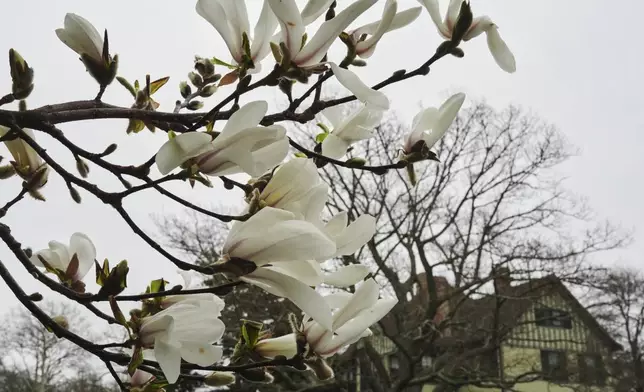 A magnolia tree blooms Wednesday, April 22, 2026, in Newport, R.I. (AP Photo/Joshua A. Bickel)