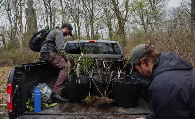 Ian Delmonico, left, inspects newly collected native tree seedlings Wednesday, April 22, 2026, in Newport, R.I. (AP Photo/Joshua A. Bickel)