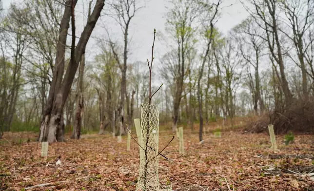 A planted tree grows in Miantonomi Park Wednesday, April 22, 2026, in Newport, R.I. (AP Photo/Joshua A. Bickel)