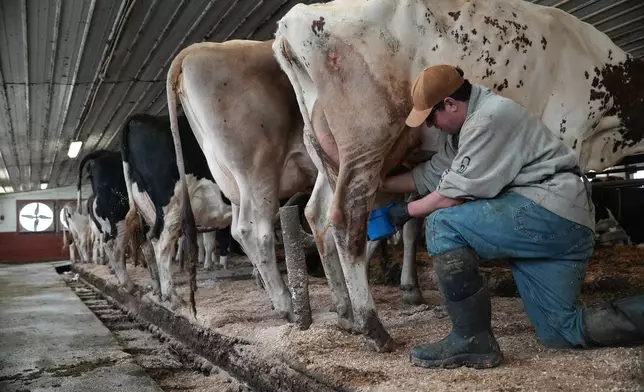Nick Armato prepares a cow for milking at Ronnybrook Farm, which uses pasteurization, in Ancramdale, N.Y., on April 22, 2026. (AP Photo/Mary Conlon)