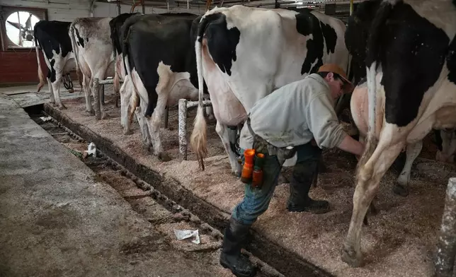 Nick Armato sanitizes a cow's udder before milking at Ronnybrook Farm, which uses pasteurization, in Ancramdale, N.Y., on April 22, 2026. (AP Photo/Mary Conlon)