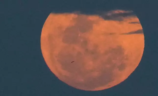 A bird flies past a full moon over Panama City, Wednesday, April 1, 2026. (AP Photo/Matias Delacroix)