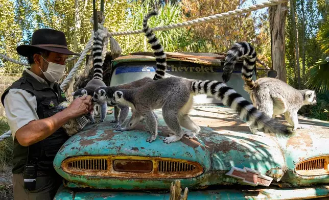 Ignacio Idalsoaga, head of the Buinzoo in Santiago, Chile, feeds ring-tailed lemurs Easter egg-themed treats, Sunday, April 5, 2026. (AP Photo/Esteban Felix)