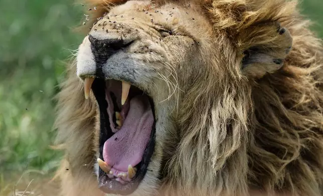 A lion yawns in the savannah of the Maasai Mara in Narok, Kenya, Saturday, April 4, 2026. (AP Photo/Brian Inganga)