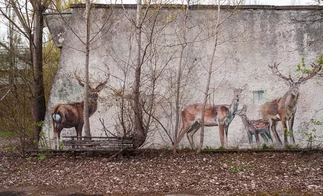 Paintings of deer decorate a wall in the abandoned town of Prypiat, Ukraine, near the Chernobyl nuclear disaster, Tuesday, April 21, 2026. (AP Photo/Evgeniy Maloletka)