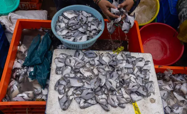 A fisherwoman sits with her catch at Bhaucha Dhaka fishmarket In Mumbai, India, Wednesday, April 8, 2026. (AP Photo/Rafiq Maqbool)