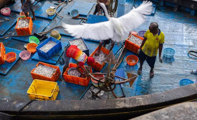 Fishermen sort fish on a boat at Sassoon dock In Mumbai, India, Wednesday, April 8, 2026. (AP Photo/Rafiq Maqbool)