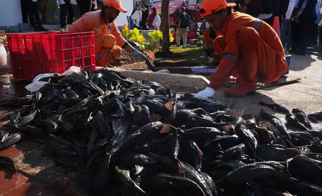 Municipal workers kill recently caught janitor fish before burying them during a campaign to remove the invasive species from the city's rivers, canals and water reservoirs, in Jakarta, Indonesia, Friday, April 24, 2026. (AP Photo/Tatan Syuflana)