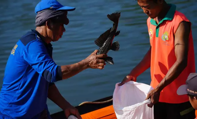 Municipal workers catch a janitor fish during a campaign to remove the invasive species from the city's rivers, canals and water reservoirs, in Jakarta, Indonesia, Friday, April 24, 2026.(AP Photo/Tatan Syuflana)