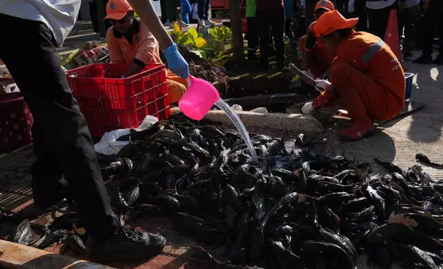 A municipal worker pours water on a recently caught janitor fish before killing and burying them during a campaign to remove the invasive species from the city's rivers, canals and water reservoirs, in Jakarta, Indonesia, Friday, April 24, 2026.(AP Photo/Tatan Syuflana)