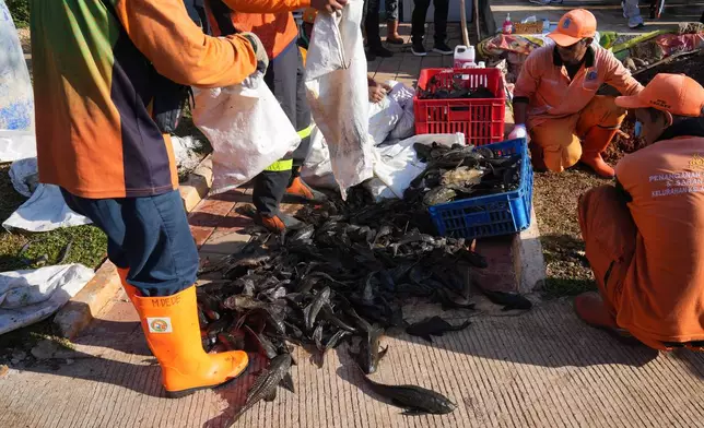 Municipal workers unload sacks of recently caught janitor fish to be killed and buried during a campaign to remove the invasive species from the city's rivers, canals and water reservoirs, in Jakarta, Indonesia, Friday, April 24, 2026. (AP Photo/Tatan Syuflana)