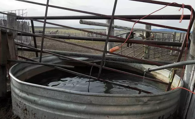 Domestic well water fills a stock tank, Tuesday, March 31, 2026, in Walden, Colo. (AP Photo/Brittany Peterson)
