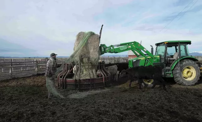 Philip Anderson pulls plastic off a bale of hay, Tuesday, March 31, 2026, in Walden, Colo. (AP Photo/Brittany Peterson)