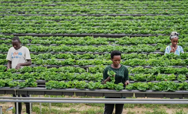 Farmers tend to vegetable seedlings at a farm in Muhanga, Rwanda, March 17, 2026. (AP Photo/Brian Inganga)