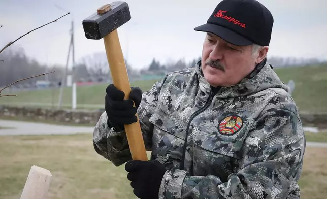 FILE - Belarus President Alexander Lukashenko plants young trees during a subbotnik, a Soviet-style Clean-up Day, in the village of Alexandria, Belarus, Saturday, April 17, 2021. (Maxim Guchek/BelTA Pool Photo via AP, File)
