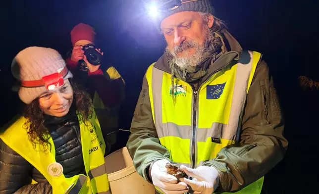 Katarzyna Jacniacka, left, and biologist Krzysztof Klimaszewski examine a common toad during a 'Frog Patrol' in Otrebusy, Poland, Monday, March 30, 2026. (AP Photo/Claudia Ciobanu)
