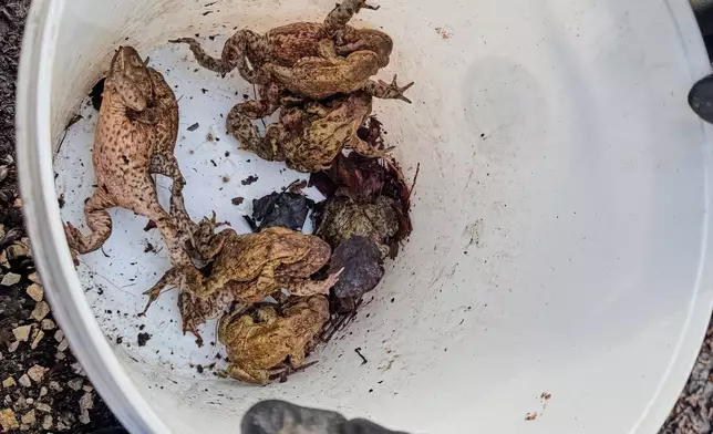 Toads collected in a bucket after rainy weather before they are transferred to a pond in Otrebusy, Poland, Monday, April 6, 2026. (AP Photo/Rafal Niedzielski)
