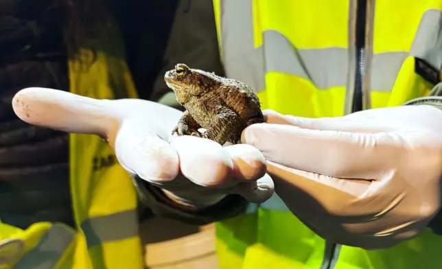 Biologist Krzysztof Klimaszewski holds a common toad during a 'Frog Patrol' in Otrebusy, Poland, Monday, March 30, 2026. (AP Photo/Claudia Ciobanu)