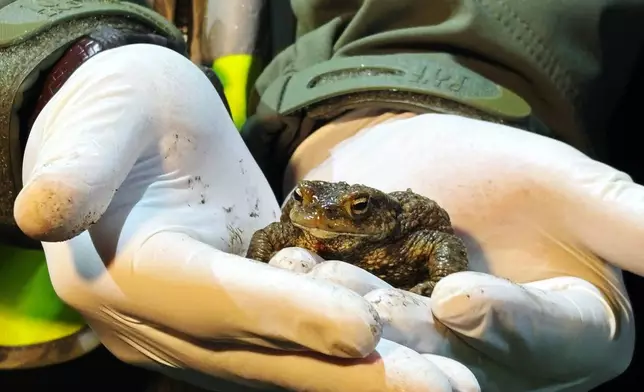 A biologist holds a female common toad in Otrebusy, Poland, Monday, March 30, 2026. (AP Photo/Claudia Ciobanu)