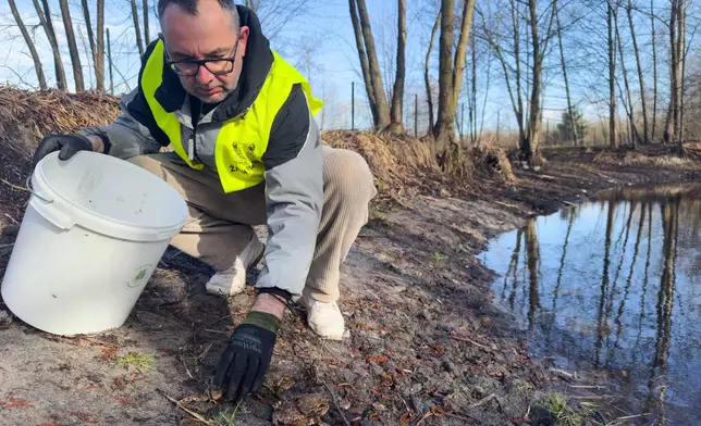 Lukasz Franczuk, a local Frog Patrol coordinator, releases toads into a pond in Otrebusy, Poland, Monday, April 6, 2026. (AP Photo/Rafal Niedzielski)