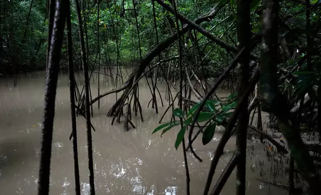 Mangrove area in the biodiversity conservation area of Cabo Orange, in Oiapoque, Amapa state, Brazil, Thursday, March 12, 2026. (AP Photo/Eraldo Peres)