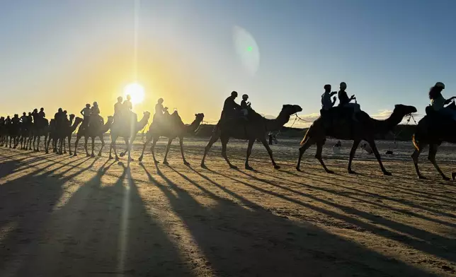 A camel train is lead along the sand at Birubi Beach, north of Newcastle, Australia, Sunday, April 26, 2026. (AP Photo/Mark Baker)
