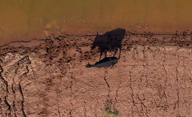 A cow walks along the edge of a pond amid a drought in Foard County, Texas, Saturday, April 25, 2026. (AP Photo/Jon Shapley)