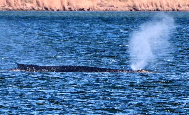 A stranded whale blows water as it got stuck on a sand bank in Kirchdorf on the island Poel, Germany, Thursday, April 9, 2026. (AP Photo/Michael Probst)
