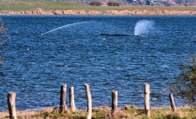 A stranded whale is sprayed with water as it got stuck on a sand bank in Kirchdorf on the island Poel, Germany, Thursday, April 9, 2026. (AP Photo/Michael Probst)