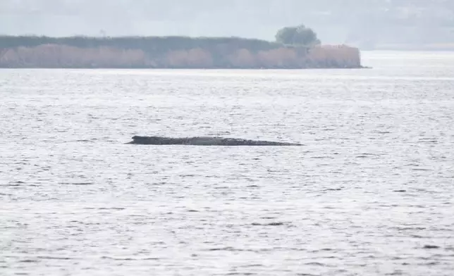 A humpback whale is stuck off near the island of Poel, Weitendorf-Hof, Germany, Thursday, April 16, 2026. (Philip Dulian/dpa via AP)