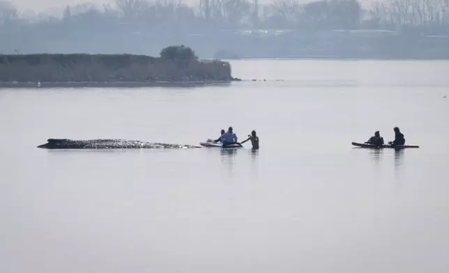 Helpers approach a humpback whale that is stuck off near the island of Poel, Weitendorf-Hof, Germany, Thursday, April 16, 2026. (Philip Dulian/dpa via AP)