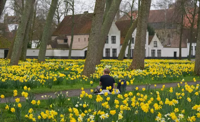 A visitor sits among the daffodils in the courtyard of the Beguinage Ten Wijngaerde of Bruges, Belgium, Tuesday March 10, 2026. (AP Photo/Virginia Mayo)