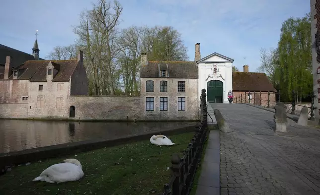 Swans sleep outside the gate of the Beguinage Ten Wijngaerde in Bruges, Belgium, Wednesday, April 15, 2026. (AP Photo/Virginia Mayo)