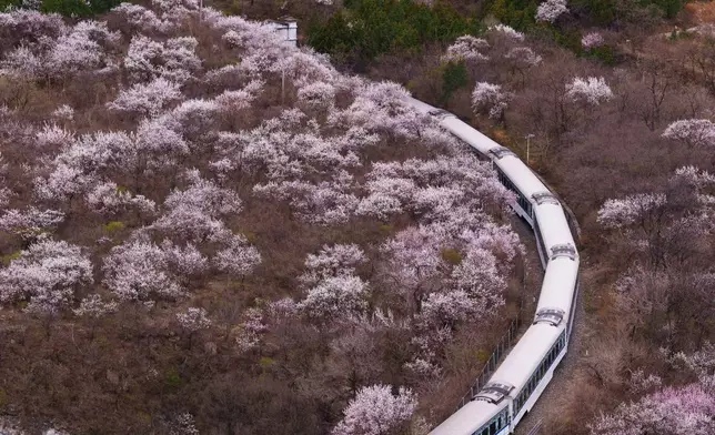 FILE - A China high-speed train passes by blooming peach blossoms next to the Juyongguan Great Wall outside Beijing, China, March 30, 2026. (AP Photo/Vincent Thian, File)