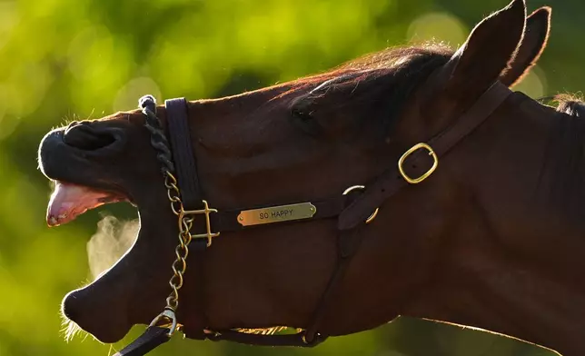 Kentucky Derby entrant So Happy waits to get a bath after a workout at Churchill Downs Thursday, April 30, 2026, in Louisville, Ky. (AP Photo/Charlie Riedel)