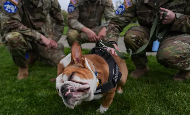West Point cadets from the B2 Bulldogs company pet a bulldog while observing the crucible portion of the Sandhurst Military Skills Competition at the United States Military Academy in West Point, N.Y., Saturday, May 2, 2026. (AP Photo/Julia Demaree Nikhinson)