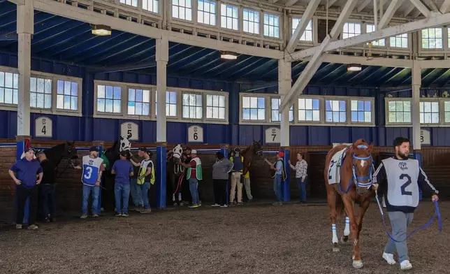 A horse is walked around the paddock during Laurel Park's Preakness Meet, Friday, May 8, 2026, in Laurel, Md. (AP Photo/Julia Demaree Nikhinson)